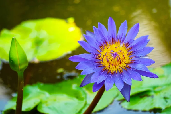 Purple lotus Flower full blooming in pond and blur pad on water — Stock Photo, Image