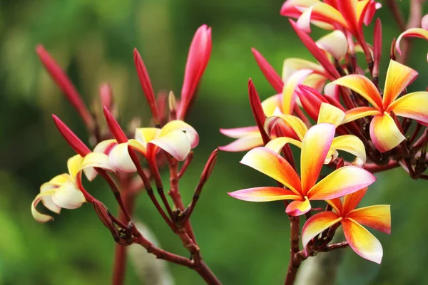 プルメリア赤白橙色黄色の花束の花を咲かせます — ストック写真