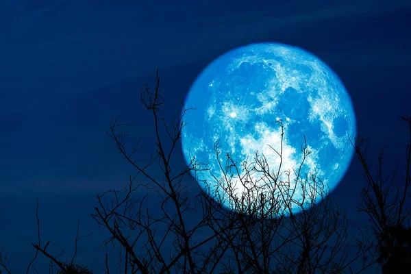 Super volle oogst maan op nacht hemel terug droge tak boom in de — Stockfoto