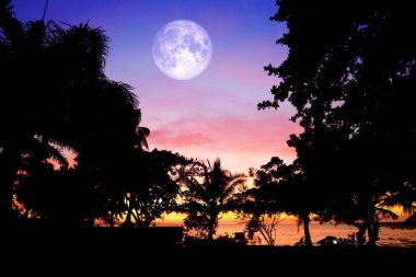 Gece gökyüzünde dolunay ve beyaz bulut ve siluet bitkisi 