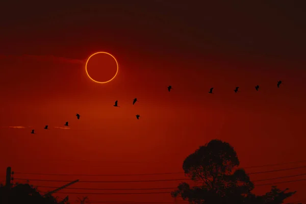 Amazing phenomenon of total sun eclipse over silhouette birds fl — ストック写真