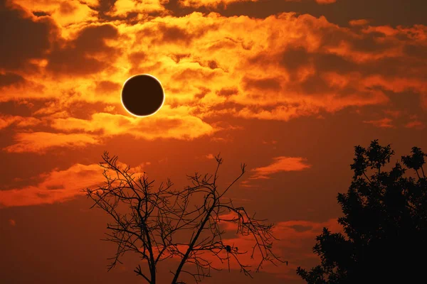 Amazing phenomenon total sun eclipse over silhouette cactus and — ストック写真