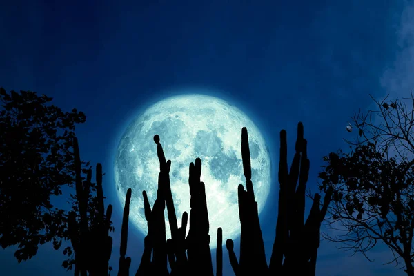 Luna llena de roble en el cielo nocturno y nube blanca y cactus silueta — Foto de Stock