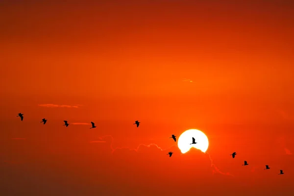 silhouette birds flying on sea and sunset sky