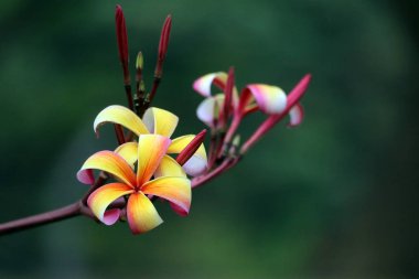 Plumeria kırmızı beyaz turuncu sarı buket çiçek açıyor parkta.