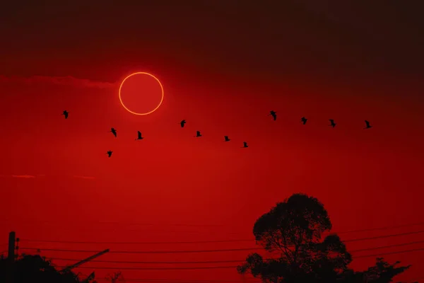 Καταπληκτικό φαινόμενο της ολικής έκλειψης ηλίου πάνω από τα πουλιά σιλουέτα fl — Φωτογραφία Αρχείου