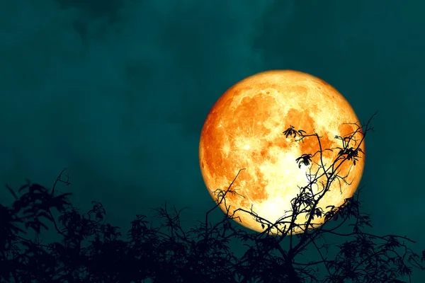 Bulan darah oak penuh kembali pada pohon cabang di langit malam — Stok Foto