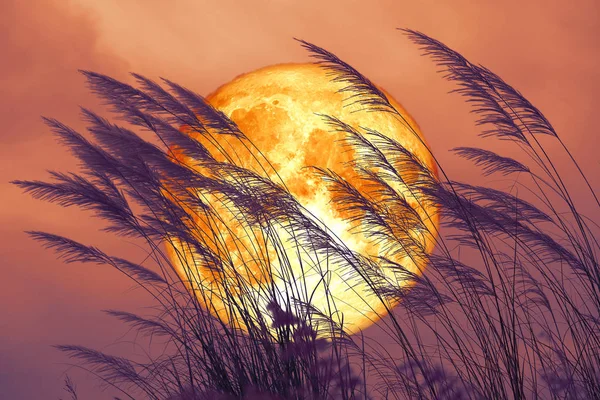 Bulan Berang-berang Super Blood di langit gelap dan bunga kaca siluet — Stok Foto