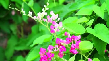 Deniz kargo gemisindeki Omega gün batımı altınları zaman atlaması yaşıyor.