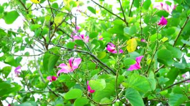 Günbatımında, kırmızı gökyüzü ve bulutlar zamanın akışını hızlandırıyor.