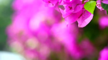 Mora yakın Bougainvillea çiçekleri parkın çitlerine ekildi. Küresel ısınmayı azaltmak için doğal çit.