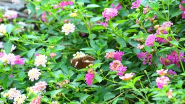 Lantana rengarenk pembe buket çiçekleri parkta çiçek açıyor