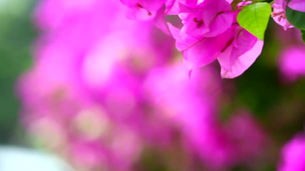 Zblízka k purpurové Bougainvillea květiny byly vysázeny u plotu v parku Přírodní plot, koncept na snížení globálního oteplování — Stock video