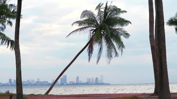 Cielo de la tarde y los cocos en la playa se inclinan contra la fuerza de la tormenta — Vídeo de stock