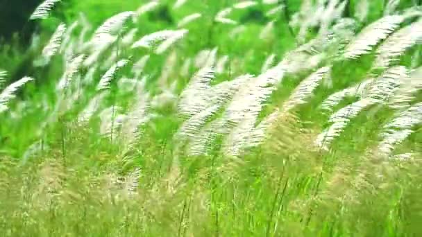 Focus foreground of grass flowers, defocus foreground and change focus to grass background — Stock Video