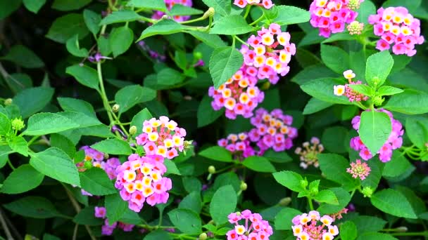 Lantana rengarenk pembe sarı buket çiçekleri 1 numaralı parkta çiçek açıyor. — Stok video