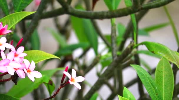 Panning rosa blanco plumeria flor y gota de lluvia sobre fondo de jardín borro1 — Vídeo de stock