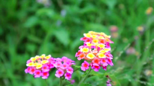 Рожево-жовта лантанова камара різного кольору цвіте в саду має зелений листок backgroud2 — стокове відео