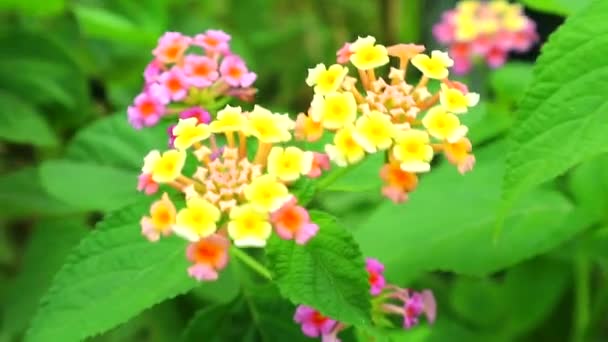Růžová žlutá lantana camara různé barvy květ v zahradě má zelené listy1 — Stock video