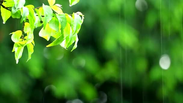 Chuva cair no jardim e desfocado verde fundo ramo movendo-se pelo vento e luz solar 1 — Vídeo de Stock