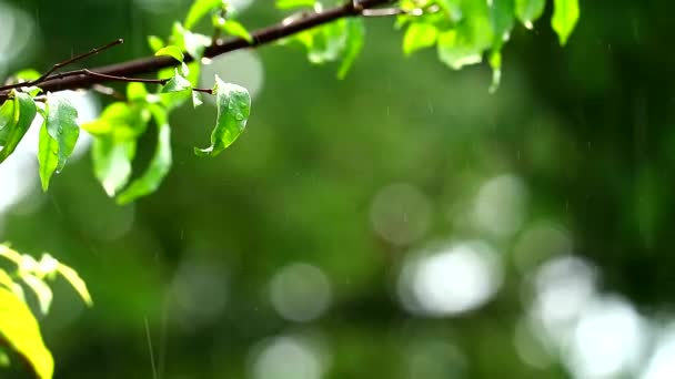 Regentropfen im Garten und verschwommener grüner Hintergrundzweig, der sich durch Wind und Sonnenlicht bewegt — Stockvideo