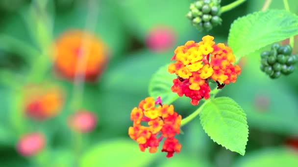 Красный оранжево-желтый лантана камара различных цветов цветет в саду — стоковое видео