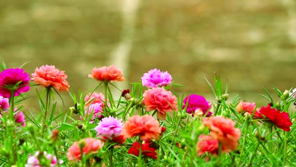 Rosa musa, planta de sol rosa rosa flor que florece en el fondo del suelo de piedra jardín 1 — Vídeo de stock