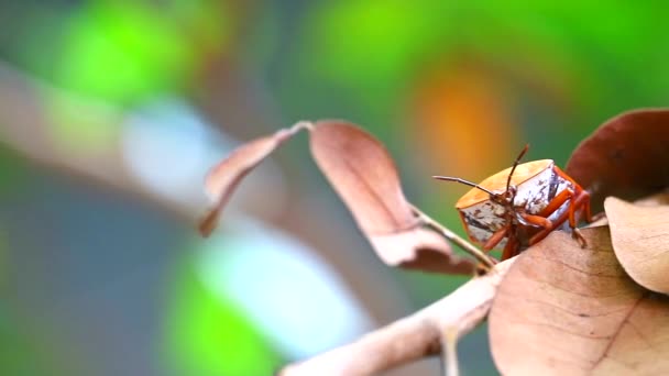 Stink Bugにはカルシウム、リン、タンパク質などの栄養素があり、年に1回捕獲できます。 — ストック動画