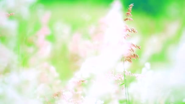Biały trawa kwiaty zielony liście huśtawka przez wiatr na zielonej łące — Wideo stockowe