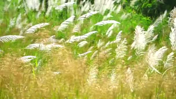 Blanco marrón bambú hierba flores columpio por el viento en verde prado fondo1 — Vídeos de Stock