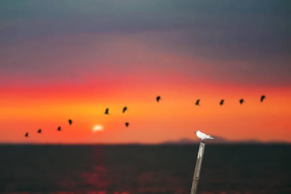 Pájaro de pie sobre el bambú en el mar y y las aves silueta flyi —  Fotos de Stock