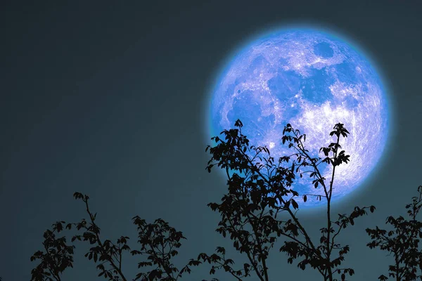 Roble lleno o luna fría de vuelta en el árbol de ramas en el cielo nocturno — Foto de Stock
