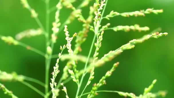 Közel a fűmaghoz virágok zöld levelek lengenek a szél a zöld mezőn — Stock videók