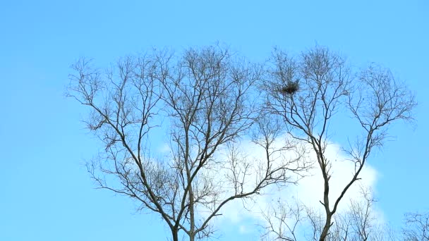 arbre sec et tas pur nuage blanc se déplaçant sur fond de ciel bleu 
