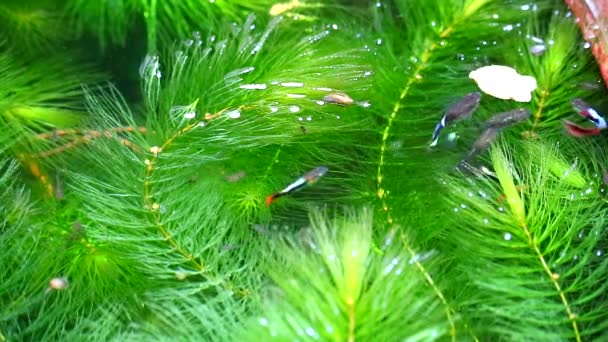 Fishes feeding focus to green Hydrilla on top right — стоковое видео