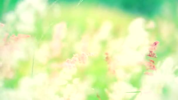 Röd vit gräs blommor gröna blad svinga med vinden i grön äng — Stockvideo