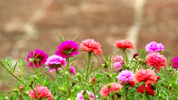 玫瑰麋鹿，太阳植物，粉红玫瑰，花朵绽放在花园石板地面的背景下 — 图库视频影像