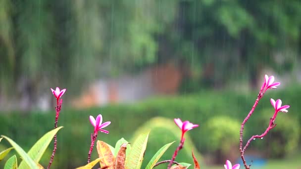 Rosa flor plumeria branca e gota de chuva sobre borrão jardim fundo — Vídeo de Stock