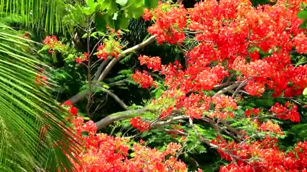 A Árvore da Chama, Poinciana Real no parque movendo-se pelo vento à tarde1 — Vídeo de Stock