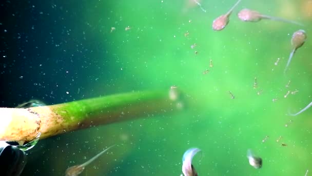 Pad en kikkervisje en muggenlarve in groene natuur achtergrond, vind voedsel in water — Stockvideo