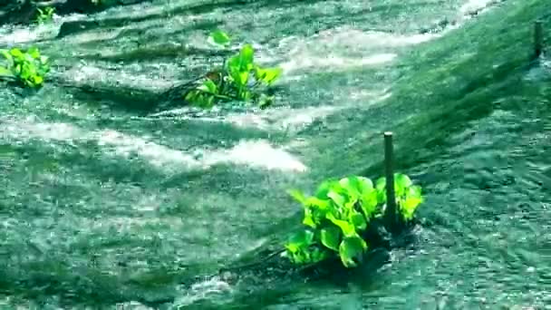 Водний гіацинт і звисають з залізними брусками вздовж струмка, що тече — стокове відео