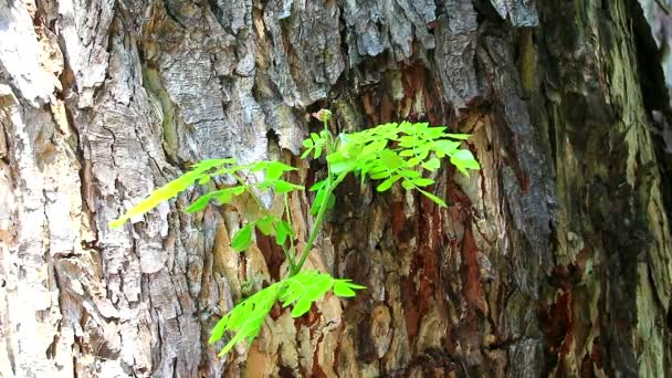Ung ny grönt träd var överlevnad efter träd hade skurits — Stockvideo