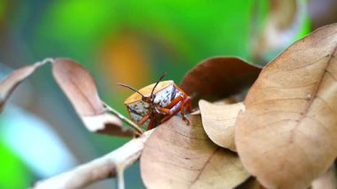 Stink Bugs 'ın kalsiyum, fosfor ve protein gibi besinleri yılda bir kez yakalanabilir.