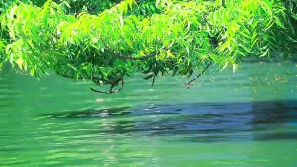 Branch tree over water and reflection tree pollen floating on surface — Stock Video