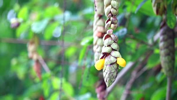 Beneficios de erizo o salvia silvestre es La raíz se utiliza como un tónico en el cuerpo, la corteza se hierve con agua para tratar erupciones en la piel, verrugas — Vídeo de stock