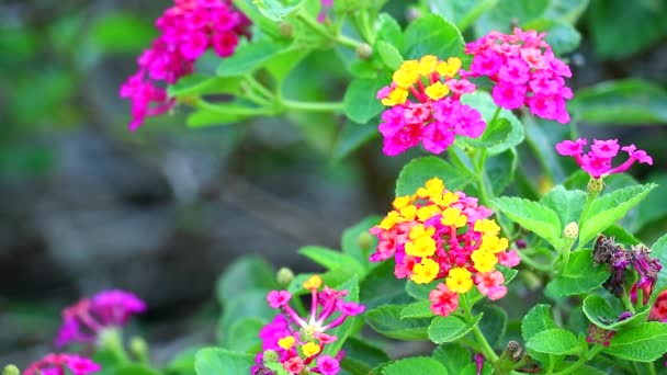 庭に咲くランタナのカラフルなピンクの黄色の花束の花 — ストック動画