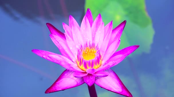Hellrosa Lotus blüht nach Regen fallen und verschwimmen zwei Farbhintergrund2 — Stockvideo