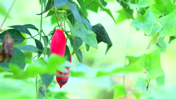 A cabaça vermelha madura pendurada na videira, nutrindo a coxa — Vídeo de Stock