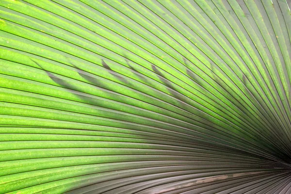 Зеленые пальмовые листья тропический темный узор природы и силуэт — стоковое фото