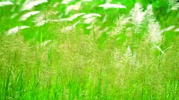 Flores de hierba marrón oscilación por el viento en fondo verde prado — Vídeos de Stock